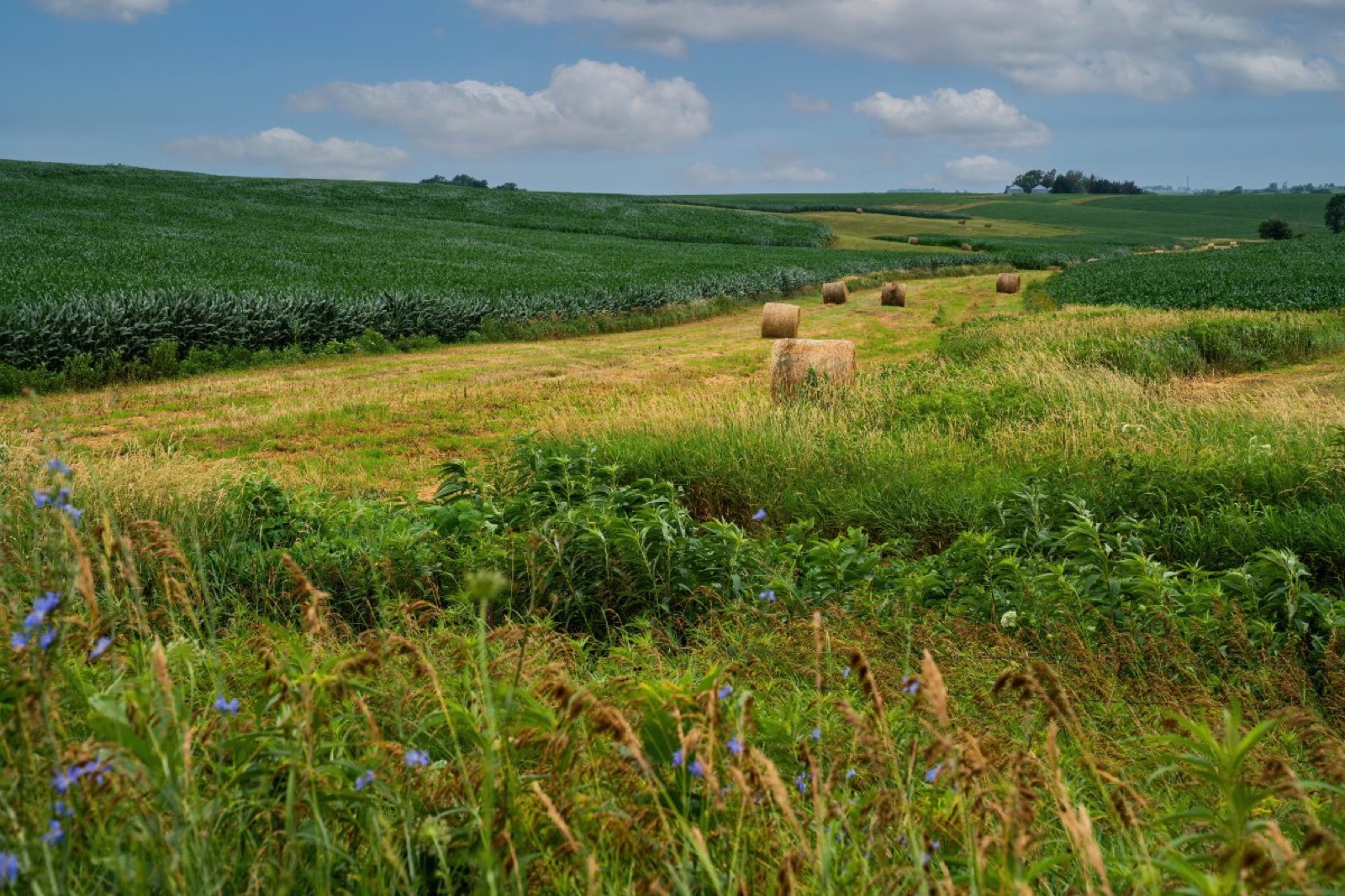 Iowa landscape